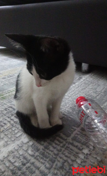 Tekir Kedi, Kedi Afrodit fotoğrafı