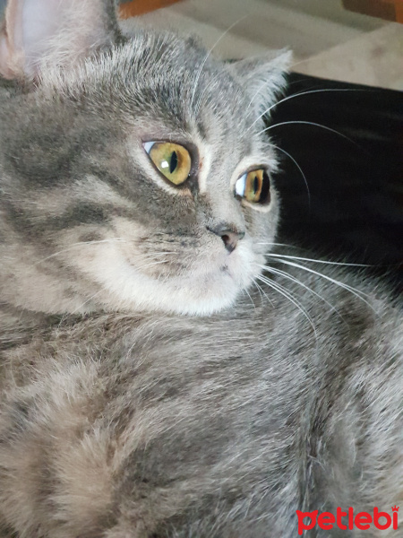 Scottish Fold, Kedi Istanbul fotoğrafı