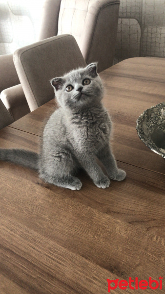 Scottish Fold, Kedi Yaman fotoğrafı
