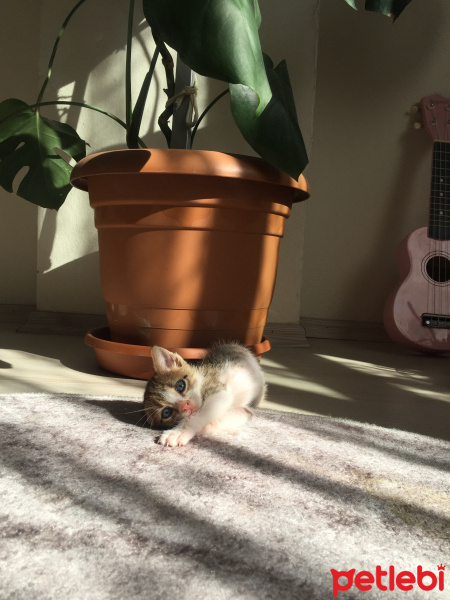 Tekir Kedi, Kedi Mars fotoğrafı