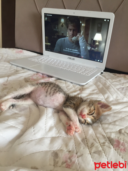 Tekir Kedi, Kedi Mars fotoğrafı