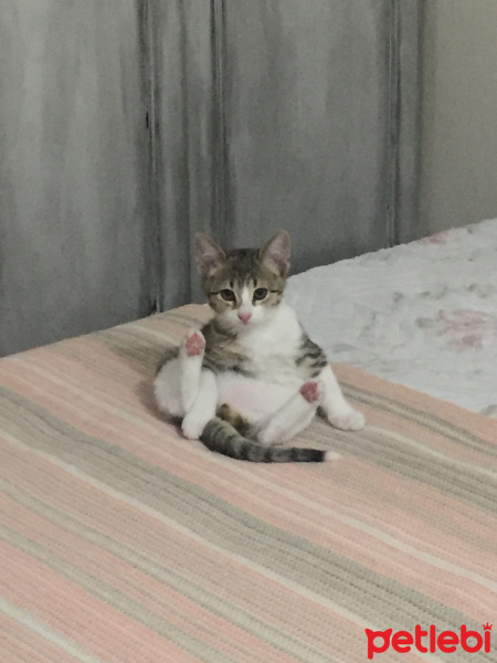 Tekir Kedi, Kedi Mars fotoğrafı