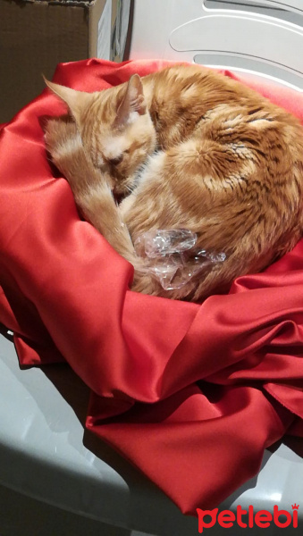 Sarman, Kedi Güneş fotoğrafı