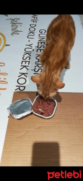 Sarman, Kedi Güneş fotoğrafı