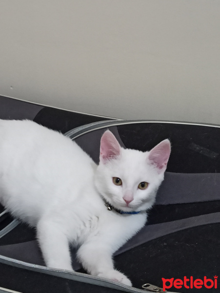 Van Kedisi, Kedi pışık fotoğrafı