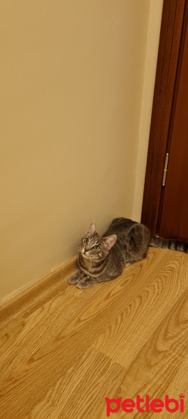 Tekir Kedi, Kedi Elsa fotoğrafı