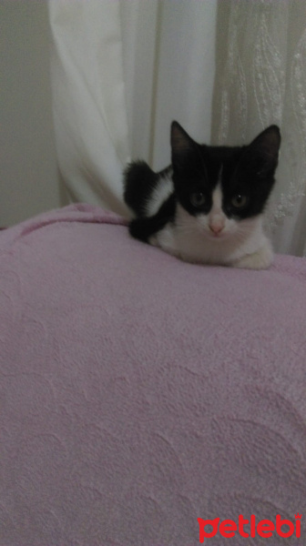 Tuxedo (Smokin) Kedi, Kedi Safinaz fotoğrafı