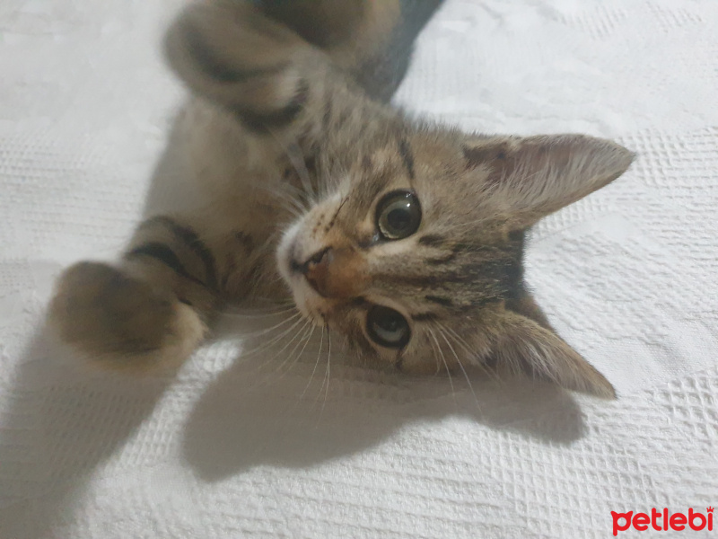 Tekir Kedi, Kedi Toprak fotoğrafı