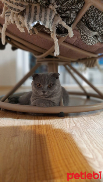 Bengal, Kedi Marki fotoğrafı