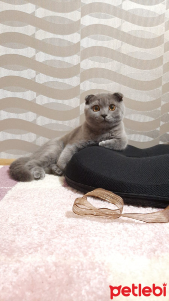 Bengal, Kedi Marki fotoğrafı