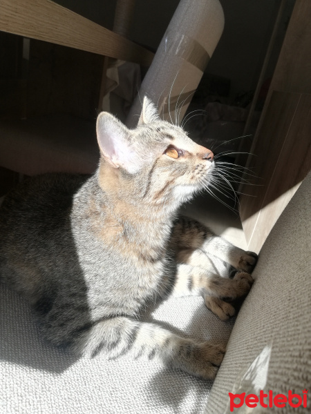 Tekir Kedi, Kedi Narin fotoğrafı