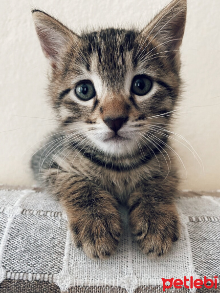 Tekir Kedi, Kedi Simba fotoğrafı