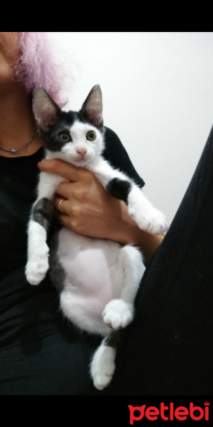 Tuxedo (Smokin) Kedi, Kedi Odi fotoğrafı