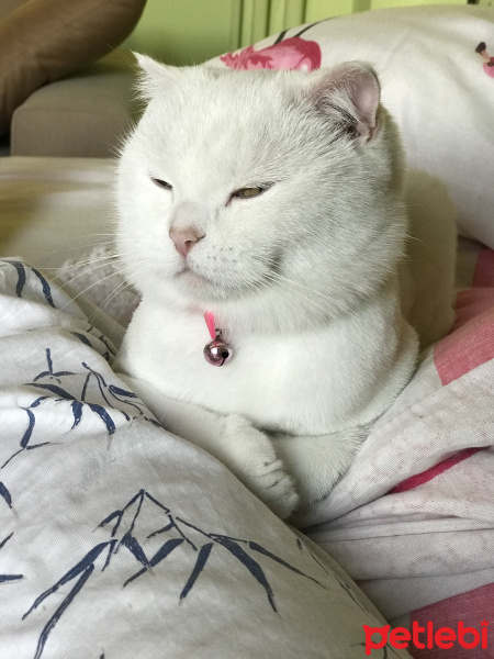 Scottish Fold, Kedi Eyşan fotoğrafı