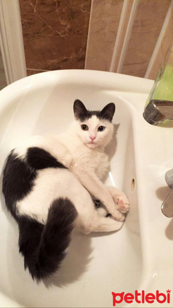 Ankara Kedisi, Kedi Maria fotoğrafı