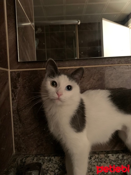 Ankara Kedisi, Kedi Maria fotoğrafı