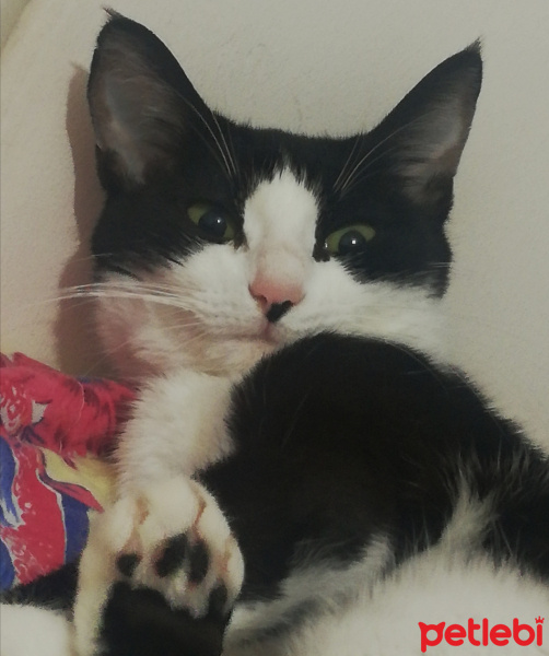 Tekir Kedi, Kedi Köfte fotoğrafı