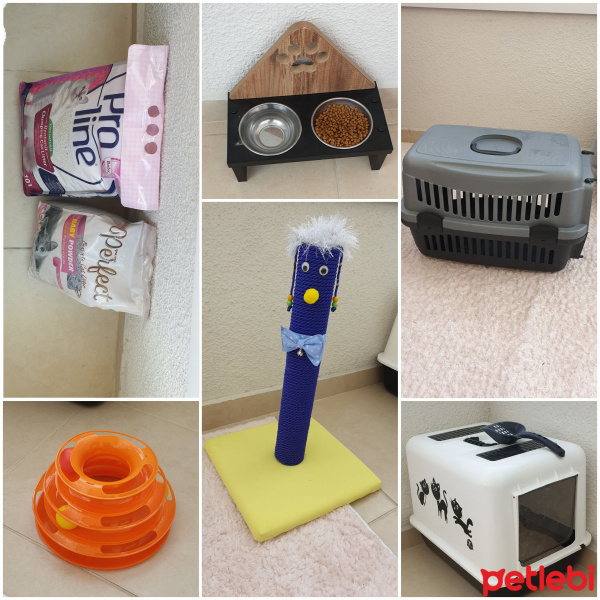 Scottish Fold, Kedi HAN fotoğrafı