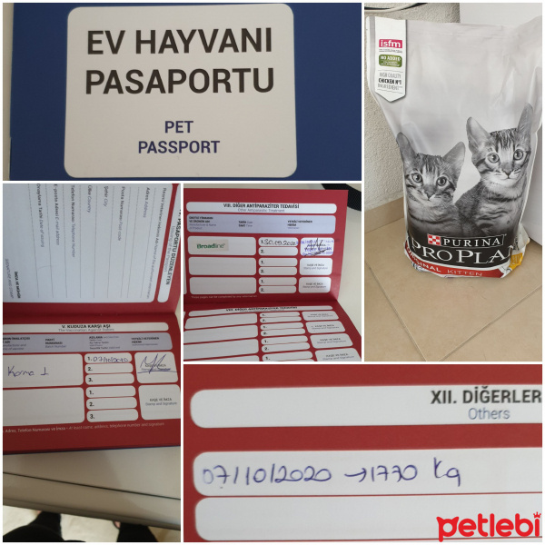 Scottish Fold, Kedi HAN fotoğrafı