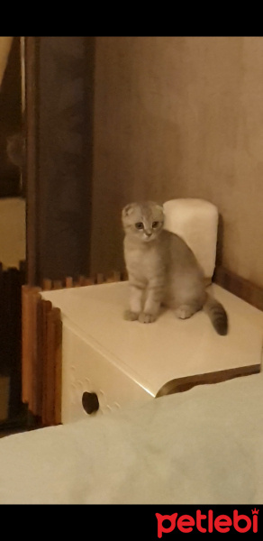 Scottish Fold, Kedi HAN fotoğrafı