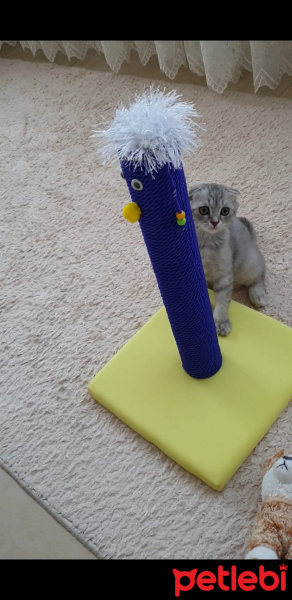 Scottish Fold, Kedi HAN fotoğrafı