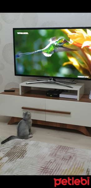 Scottish Fold, Kedi HAN fotoğrafı