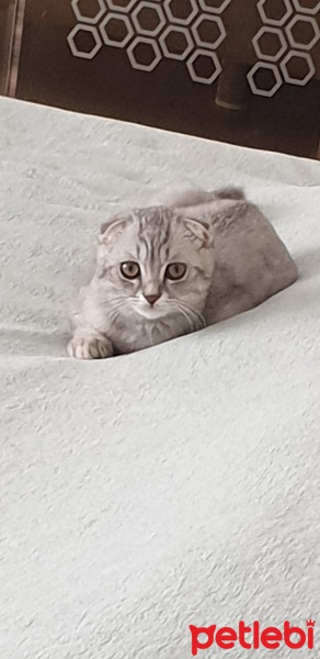 Scottish Fold, Kedi HAN fotoğrafı