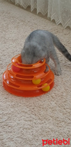 Scottish Fold, Kedi HAN fotoğrafı