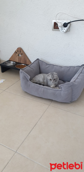 Scottish Fold, Kedi HAN fotoğrafı