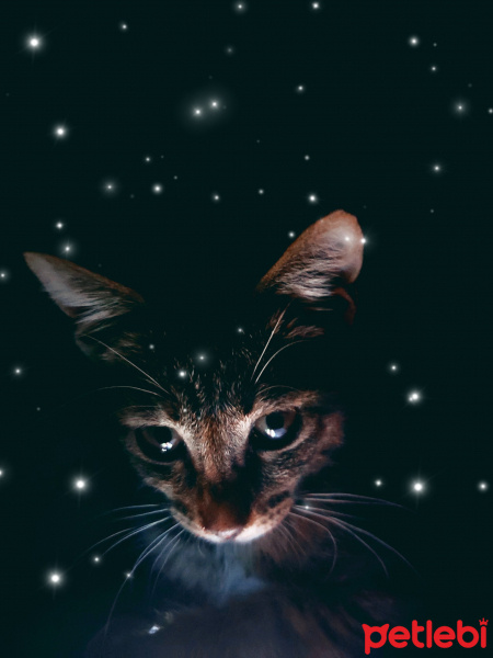 Tekir Kedi, Kedi Eyşan fotoğrafı