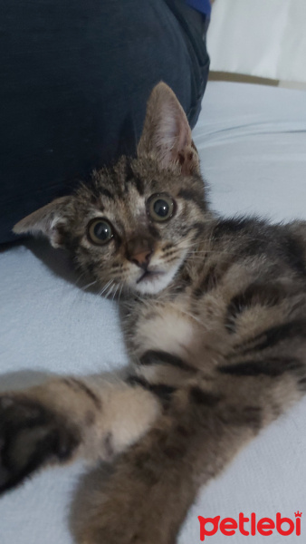 Tekir Kedi, Kedi Eyşan fotoğrafı