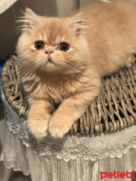 İran Kedisi (Persian), Kedi Leon fotoğrafı