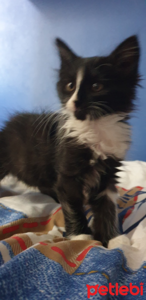 Norwegian Forest, Kedi Barney fotoğrafı