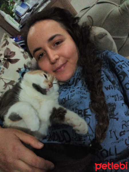 Tekir Kedi, Kedi Panda fotoğrafı
