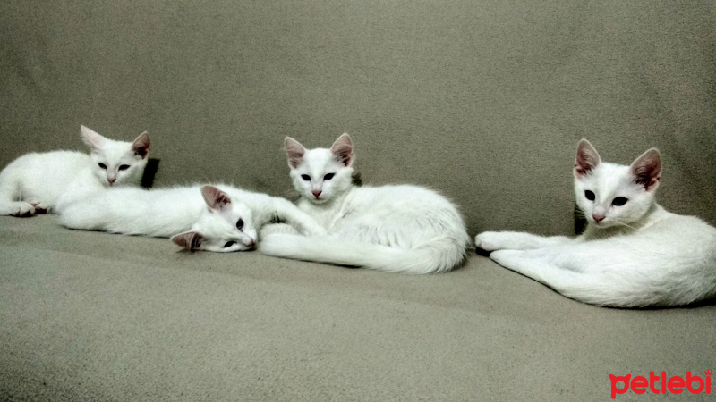 Van Kedisi, Kedi Nadal / Dominic / Helsinki fotoğrafı