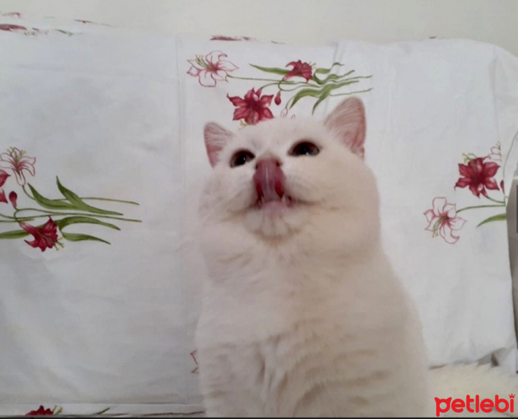 British Shorthair, Kedi casper fotoğrafı