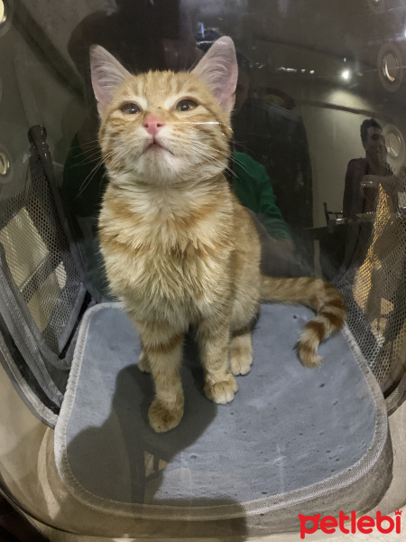 Tekir Kedi, Kedi LEON fotoğrafı