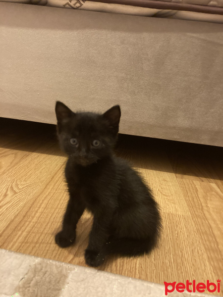 Bombay, Kedi Lila fotoğrafı