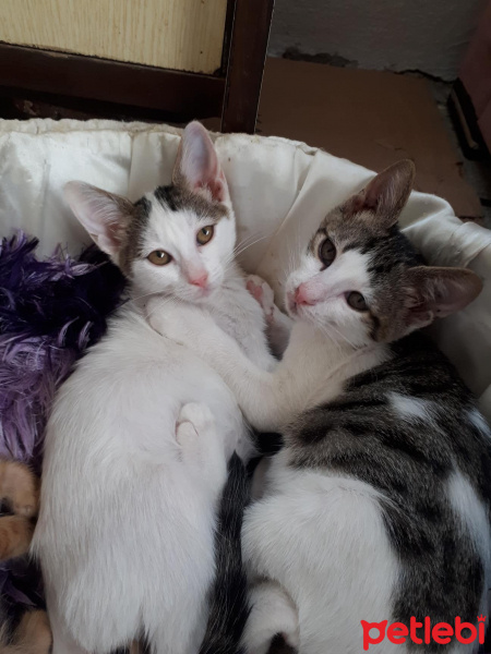 Tekir Kedi, Kedi Taci fotoğrafı