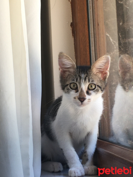 Tekir Kedi, Kedi Rodin fotoğrafı