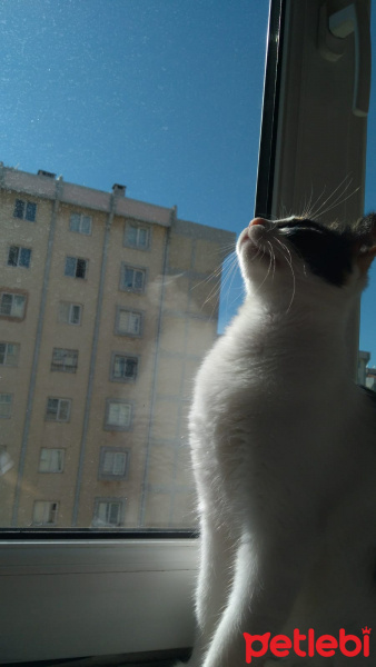 Tekir Kedi, Kedi Maya fotoğrafı