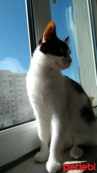 Tekir Kedi, Kedi Maya fotoğrafı