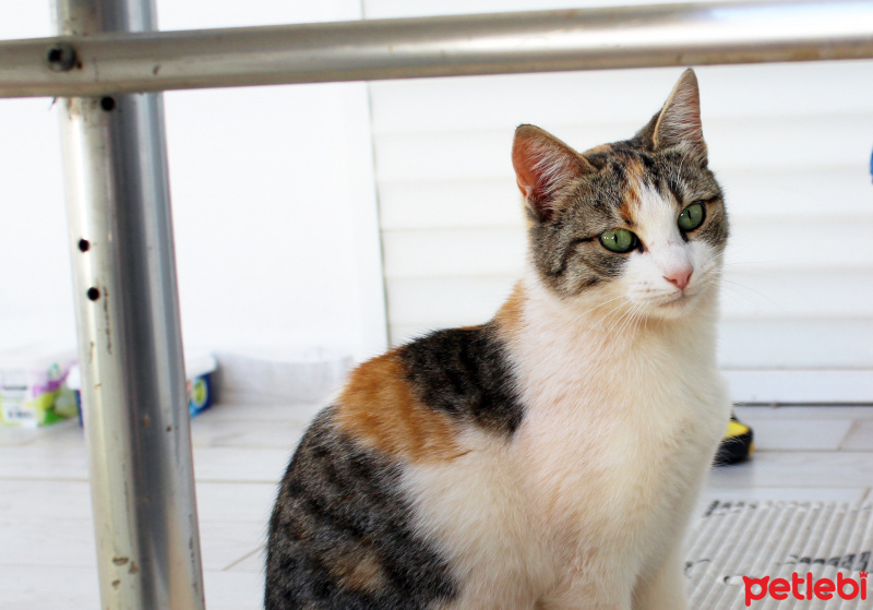 Tekir Kedi, Kedi Beti fotoğrafı