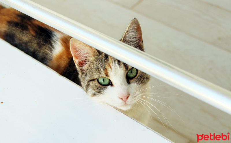 Tekir Kedi, Kedi Beti fotoğrafı