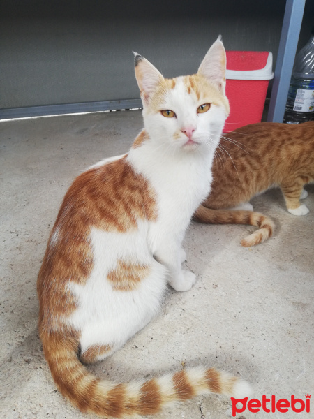 Tekir Kedi, Kedi Ndkskslls fotoğrafı