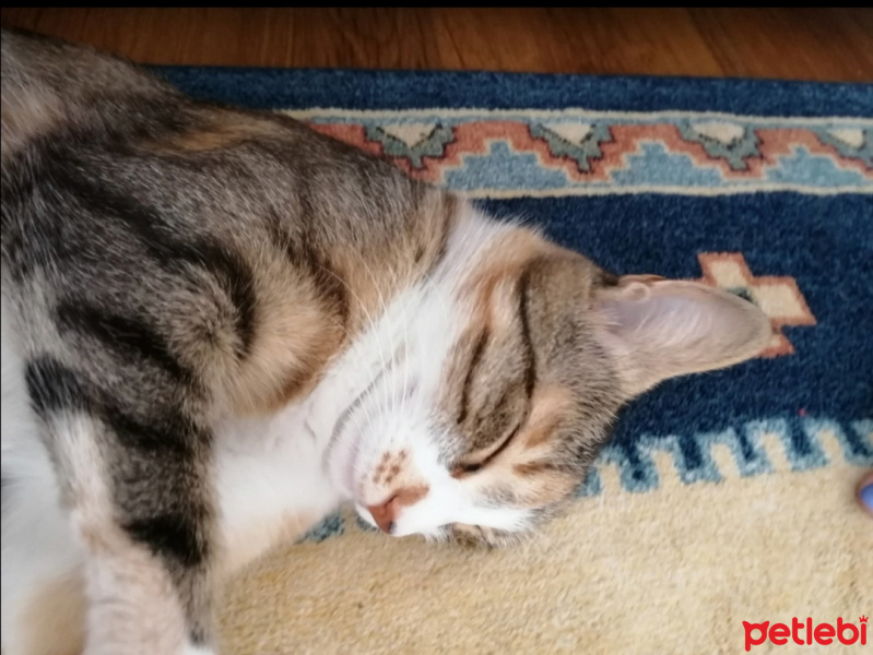 Tekir Kedi, Kedi Badem fotoğrafı