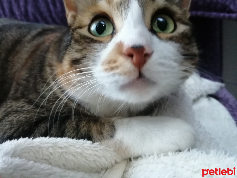 Tekir Kedi, Kedi Badem fotoğrafı