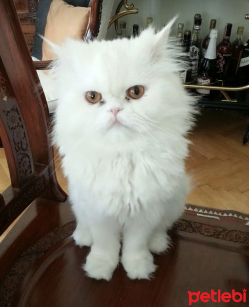 İran Kedisi (Persian), Kedi bambam fotoğrafı