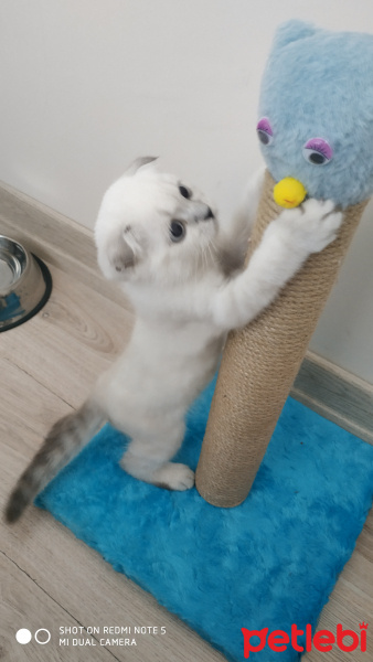 Scottish Fold, Kedi Behlül fotoğrafı