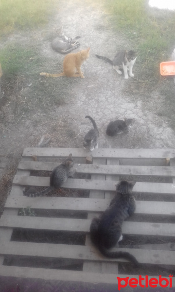 Tekir Kedi, Kedi mizmiz fotoğrafı